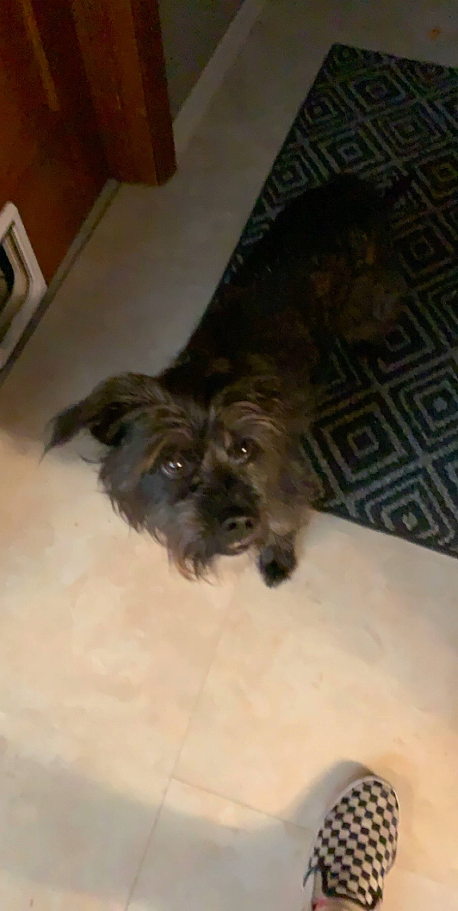 Dexter is registered to the contest to win money with this photo: affenpinscher, bolonka, cairn_terrier, canidae, carnivore, dog, dog_breed, fawn, glen_of_imaal_terrier, lhasa_apso, liver, mammal, miniature_schnauzer, puppy, schnauzer, schnoodle, shih_tzu, small_terrier, sporting_group, terrier