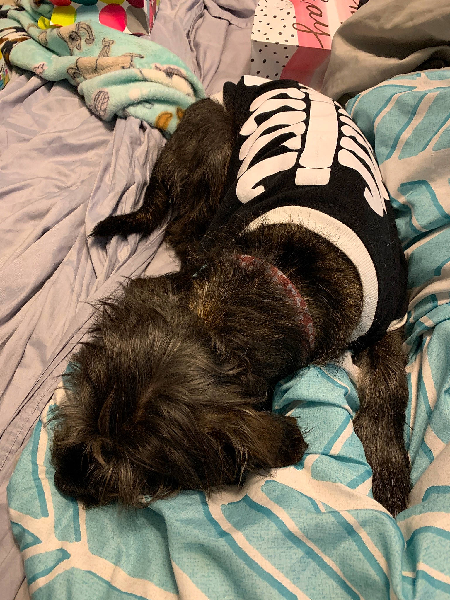 Dexter is registered to the contest to win money with this photo: canidae, carnivore, companion_dog, dog, dog_breed, ear, fur, miniature_schnauzer, nap, non_sporting_group, puppy, schnoodle, shih_tzu, sleep, sporting_group, toy_dog