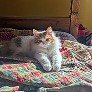 Tinkerbell joined the competition — help win amazing prizes! bed, bedroom, blanket, calico_cat, cat, cozy, eyes, fur, indoor, kitten, nose, paws, pet, plaid, portrait, quilt, resting, sunlight, whiskers, wooden_bedframe