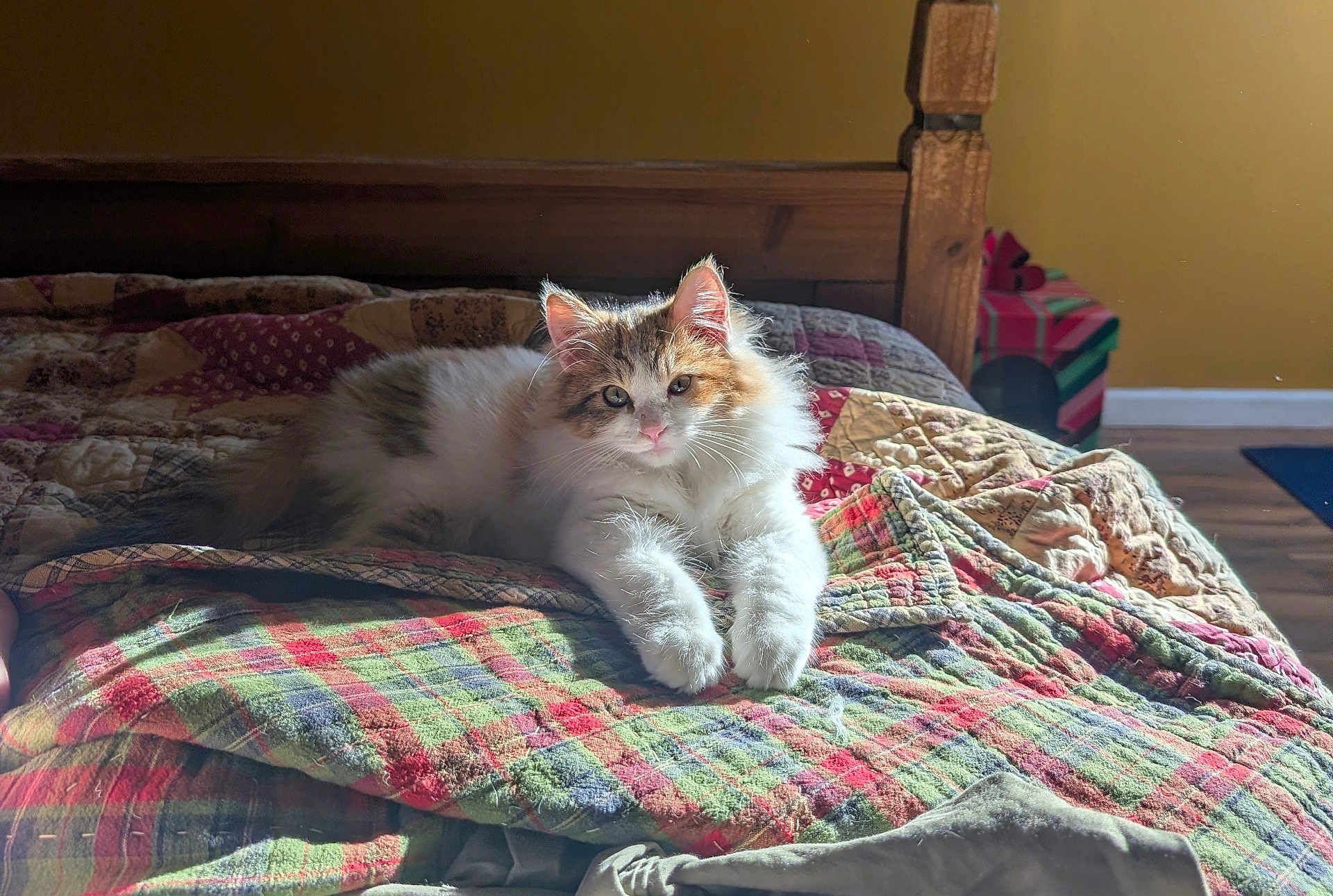 Tinkerbell joined the competition — help win amazing prizes! bed, bedroom, blanket, calico_cat, cat, cozy, eyes, fur, indoor, kitten, nose, paws, pet, plaid, portrait, quilt, resting, sunlight, whiskers, wooden_bedframe