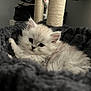 Azur a rejoint le concours — aidez-le/la à gagner de superbes lots ! kitten, cat, pet, animal, fluffy, white_fur, bed, cozy, resting, indoor, cute, young, portrait, feline, soft, closeup, sleepy, domestic_animal, furry, relaxing