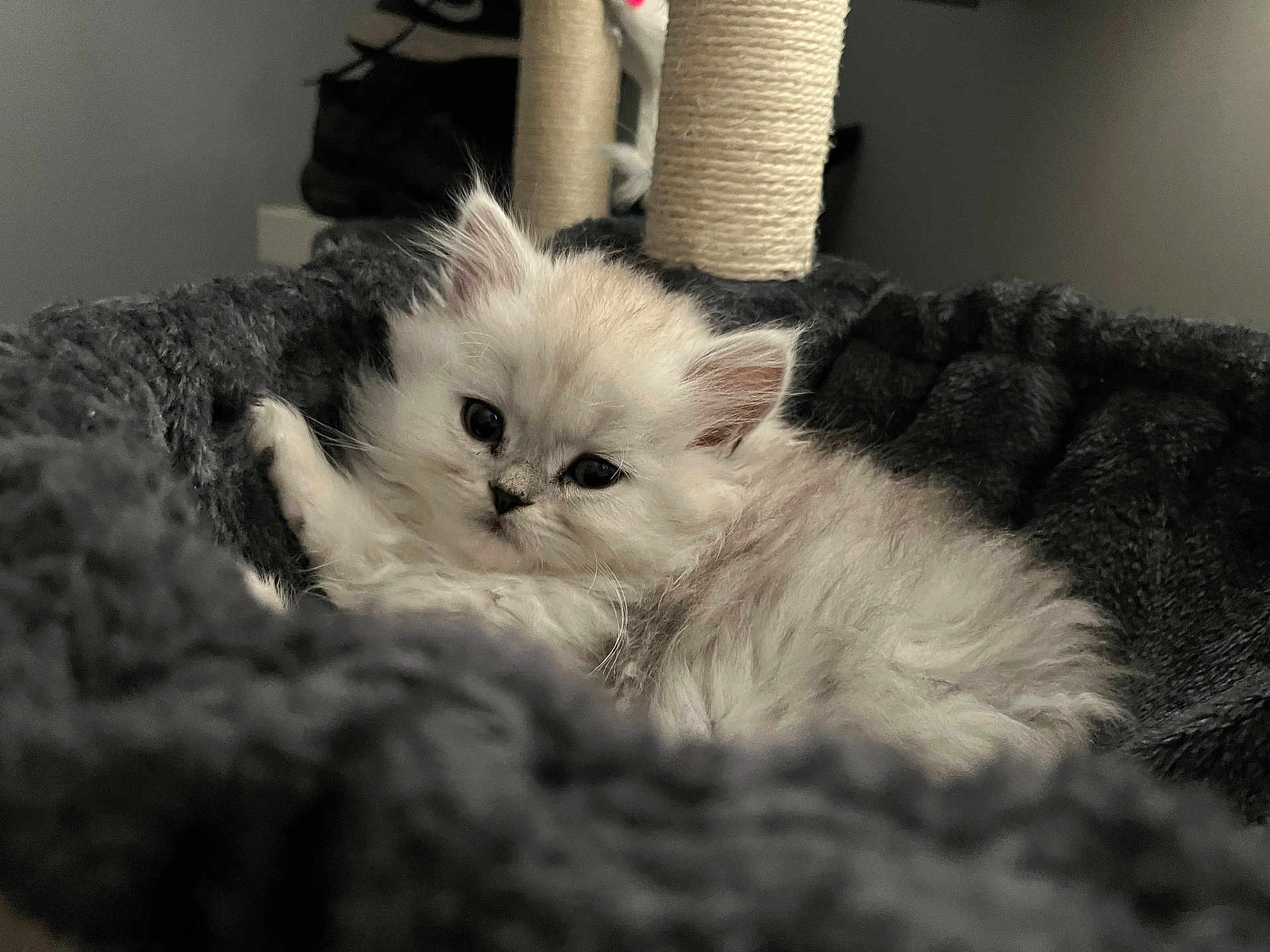 Azur a rejoint le concours — aidez-le/la à gagner de superbes lots ! kitten, cat, pet, animal, fluffy, white_fur, bed, cozy, resting, indoor, cute, young, portrait, feline, soft, closeup, sleepy, domestic_animal, furry, relaxing