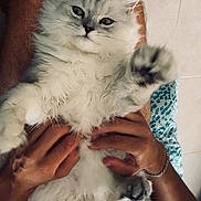 Azur participe au concours pour gagner de l'argent avec cette photo : cat, fluffy, pet, animal, person, hands, lap, feline, gray, white, fur, indoor, relaxed, cute, whiskers, paw, claws, comfort, tiled_floor, casual