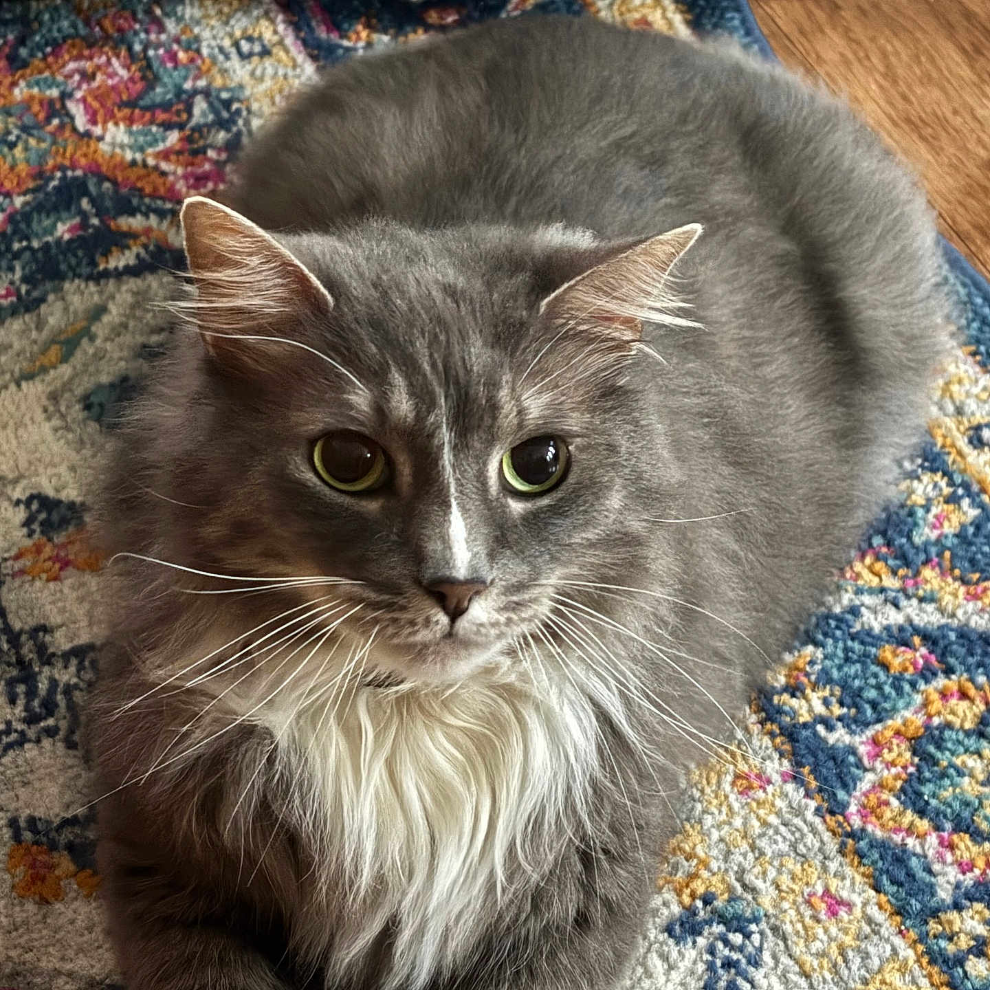 Mr Flufferino is registered to the contest to win money with this photo: abyssinian, accessories, angora, animal, art, blanket, cat, couch, cushion, furniture, hardwood, homedecor, indoors, interiordesign, kitten, manx, pet, quilt, rug, wood