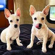Rue Sully joined the competition — help win amazing prizes! puppies, dogs, canine, cream_colored, small_breed, sitting, portrait, indoors, vehicle, blanket, dark_blanket, large_ears, brown_eyes, black_nose, tongue, cute, pet, animal, cozy, window