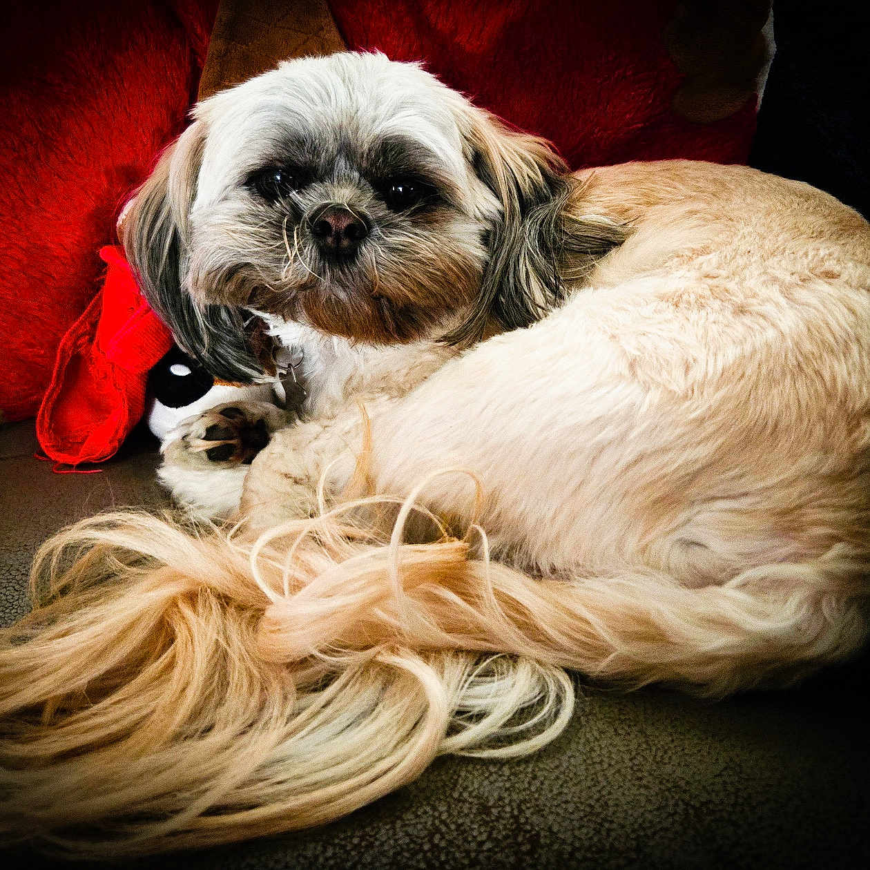 Chloe joined the competition — help win amazing prizes! dog, small_dog, shih_tzu, pet, animal, fluffy, white_fur, long_hair, brown_fur, face, eyes, nose, tail, lying_down, resting, couch, cushion, red_blanket, indoor, portrait