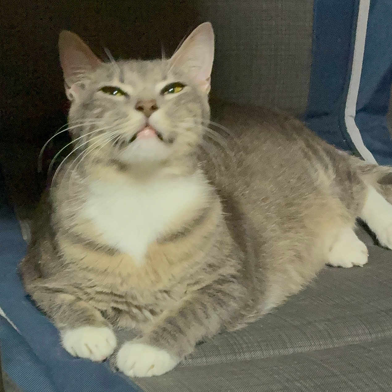 Stinker Doodle joined the competition — help win amazing prizes! cat, gray_cat, white_chest, fluffy, fur, whiskers, green_eyes, ears, paws, lying_down, relaxed, sleepy, indoor, chair, cushion, pet, animal, portrait, closeup, home