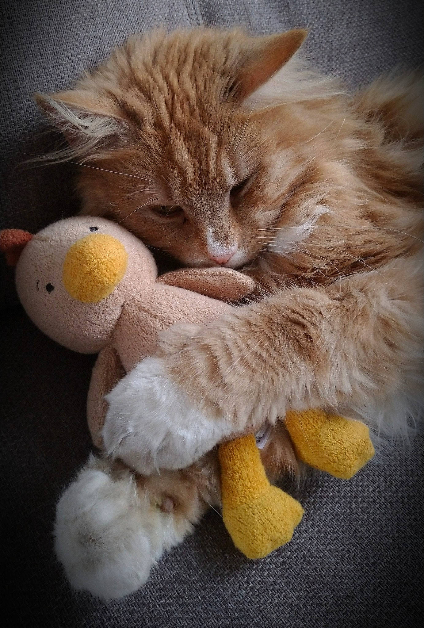 Merlin a rejoint le concours — aidez-le/la à gagner de superbes lots ! art, carnivore, cat, claw, companion_dog, fawn, felidae, fur, gesture, natural_material, paw, peach, plush, small_to_medium_sized_cats, snout, stuffed_toy, tail, textile, toy, whiskers