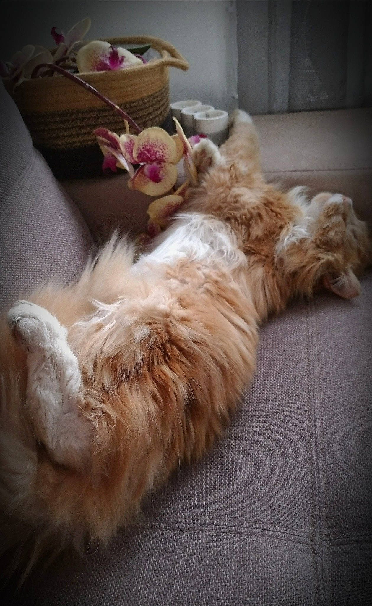 Merlin participe au concours pour gagner de l'argent avec cette photo : canidae, carnivore, cat, claw, comfort, companion_dog, couch, dog_breed, fawn, felidae, flooring, fur, nap, paw, room, small_to_medium_sized_cats, sporting_group, tail, toy_dog, whiskers