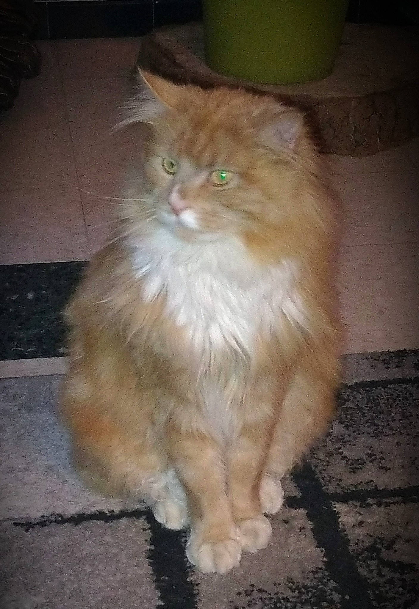 Merlin a rejoint le concours — aidez-le/la à gagner de superbes lots ! asphalt, british_longhair, carnivore, cat, claw, fawn, felidae, flooring, fur, hardwood, paw, persian, road_surface, small_to_medium_sized_cats, snout, tail, terrestrial_animal, whiskers, wood