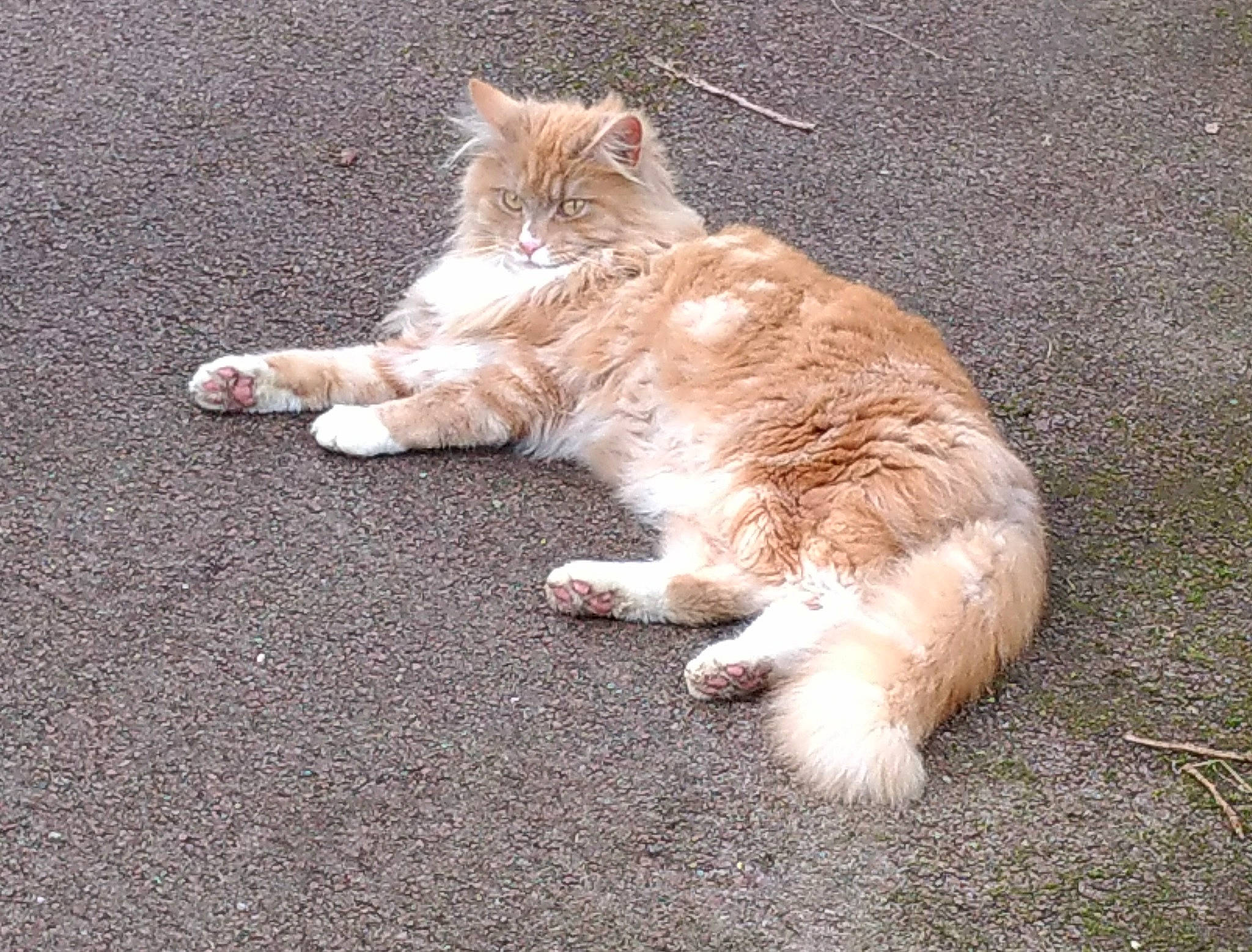 Merlin a rejoint le concours — aidez-le/la à gagner de superbes lots ! art, asphalt, carnivore, cat, claw, domestic_short_haired_cat, eye, fawn, felidae, foot, fur, grass, human_leg, paw, plant, road_surface, small_to_medium_sized_cats, snout, tail, whiskers