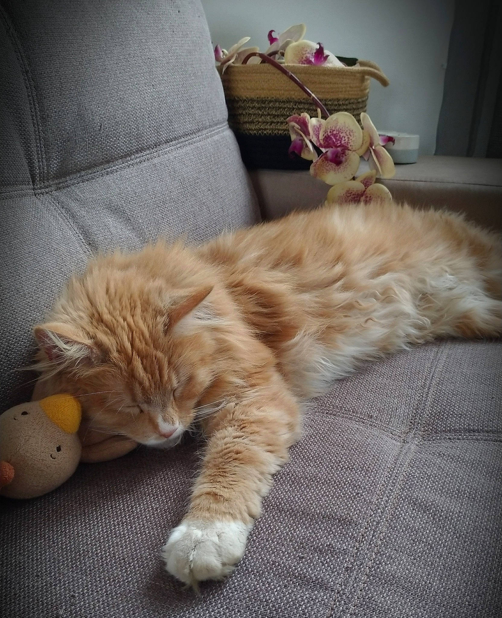 Merlin participe au concours pour gagner de l'argent avec cette photo : carnivore, cat, claw, comfort, companion_dog, fawn, felidae, flooring, fur, human_leg, nap, paw, small_to_medium_sized_cats, snout, tail, teddy_bear, textile, whiskers