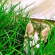 Max is registered to the contest to win money with this photo: animal, background, cat, closeup, curious, ears, eyes, feline, fur, grass, greenery, hidden, leaf, mammal, nature, outdoor, pet, playful, whiskers, young