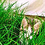 animal, background, cat, closeup, curious, ears, eyes, feline, fur, grass, greenery, hidden, leaf, mammal, nature, outdoor, pet, playful, whiskers, young