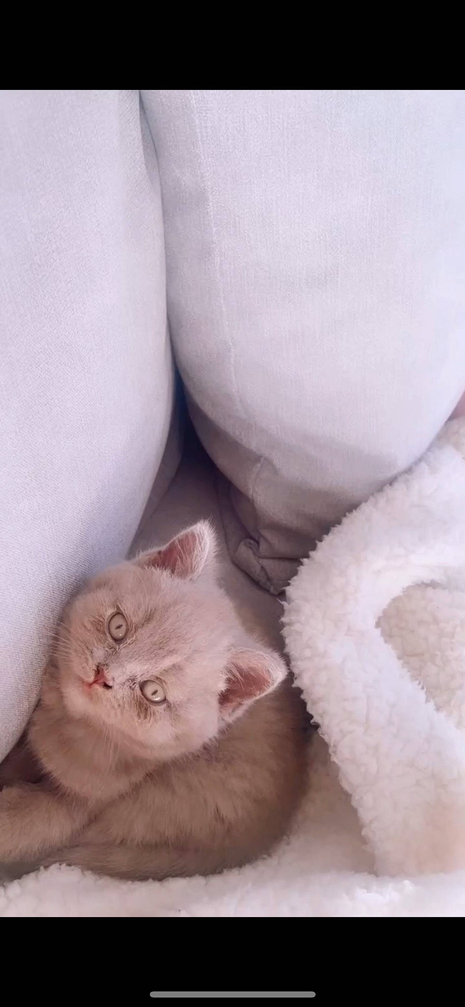 Monroe is registered to the contest to win money with this photo: carnivore, cat, cat_bed, claw, comfort, domestic_short_haired_cat, fawn, felidae, fur, paw, peach, small_to_medium_sized_cats, snout, tail, whiskers