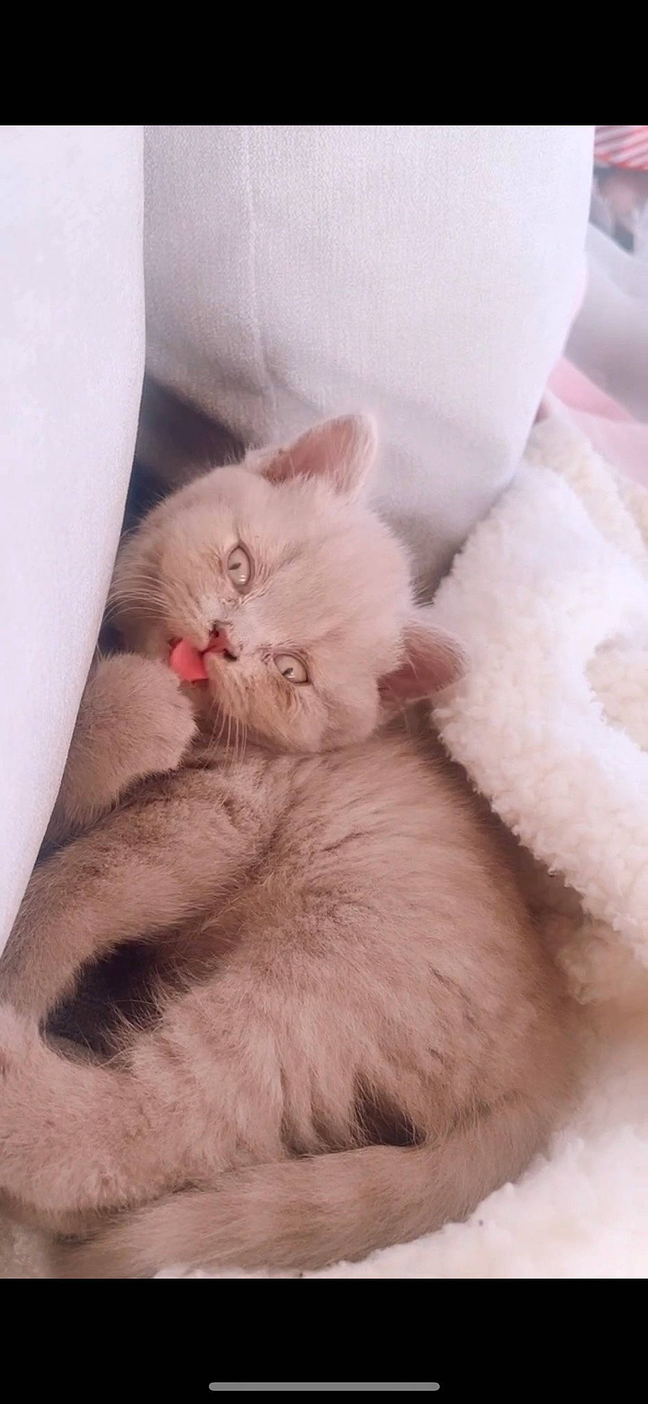 Monroe is registered to the contest to win money with this photo: carnivore, cat, claw, comfort, felidae, fur, paw, small_to_medium_sized_cats, tail, whiskers