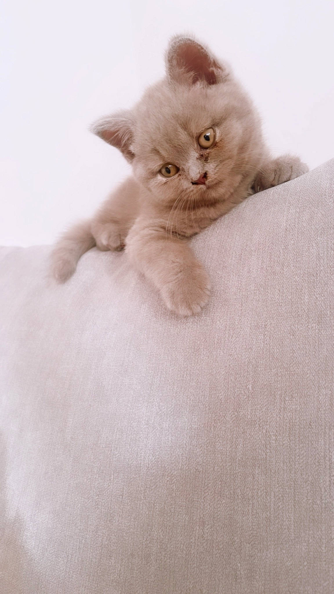 Monroe is registered to the contest to win money with this photo: carnivore, cat, comfort, fawn, felidae, fur, paw, peach, small_to_medium_sized_cats, snout, tail, terrestrial_animal, whiskers