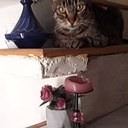 Tinou a rejoint le concours — aidez-le/la à gagner de superbes lots ! tabby_cat, cat, stairs, flower_pot, pink_roses, candle_holder, pink_candle, ceramic_vase, blue_vase, indoor, decor, wooden_stairs, furniture, pet, animal, relaxed, home, cozy, resting, feline