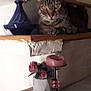 animal, blue_vase, candle_holder, cat, ceramic_vase, cozy, decor, feline, flower_pot, furniture, home, indoor, pet, pink_candle, pink_roses, relaxed, resting, stairs, tabby_cat, wooden_stairs