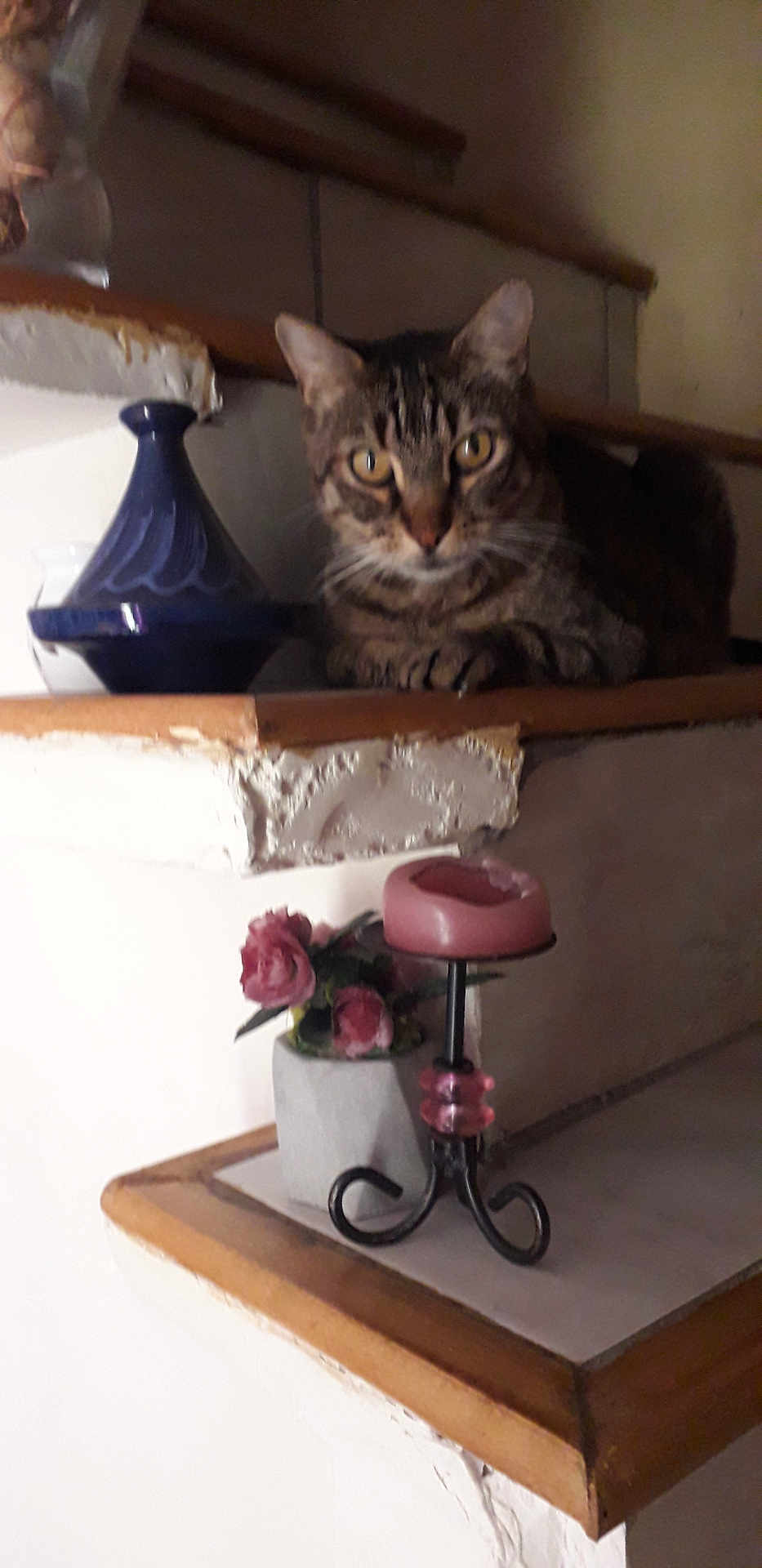 Tinou a rejoint le concours — aidez-le/la à gagner de superbes lots ! tabby_cat, cat, stairs, flower_pot, pink_roses, candle_holder, pink_candle, ceramic_vase, blue_vase, indoor, decor, wooden_stairs, furniture, pet, animal, relaxed, home, cozy, resting, feline