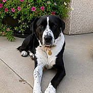 Siba participe au concours pour gagner de l'argent avec cette photo : dog, black_and_white, pet, canine, portrait, lying_down, outdoor, patio, concrete, flowers, flower_bush, garden, potted_plant, collar, tag, paws, long_legs, short_fur, facial_markings, relaxed