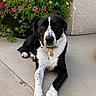 dog, black_and_white, pet, canine, portrait, lying_down, outdoor, patio, concrete, flowers, flower_bush, garden, potted_plant, collar, tag, paws, long_legs, short_fur, facial_markings, relaxed