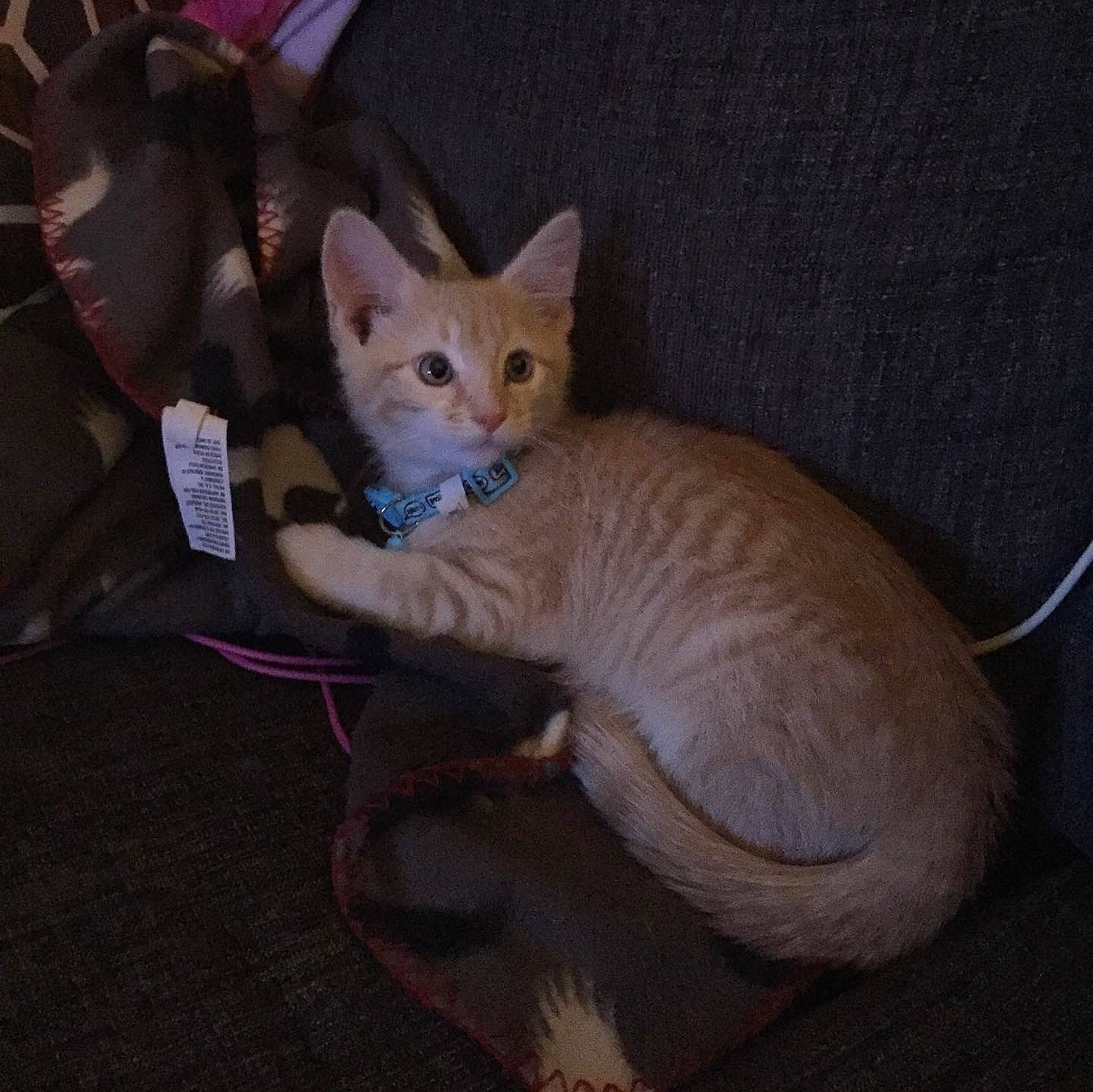 Colby Jack joined the competition — help win amazing prizes! asian, carnivore, cat, colorpoint_shorthair, domestic_short_haired_cat, fawn, felidae, german_rex, kitten, mammal, small_to_medium_sized_cats, tail, vertebrate, whiskers