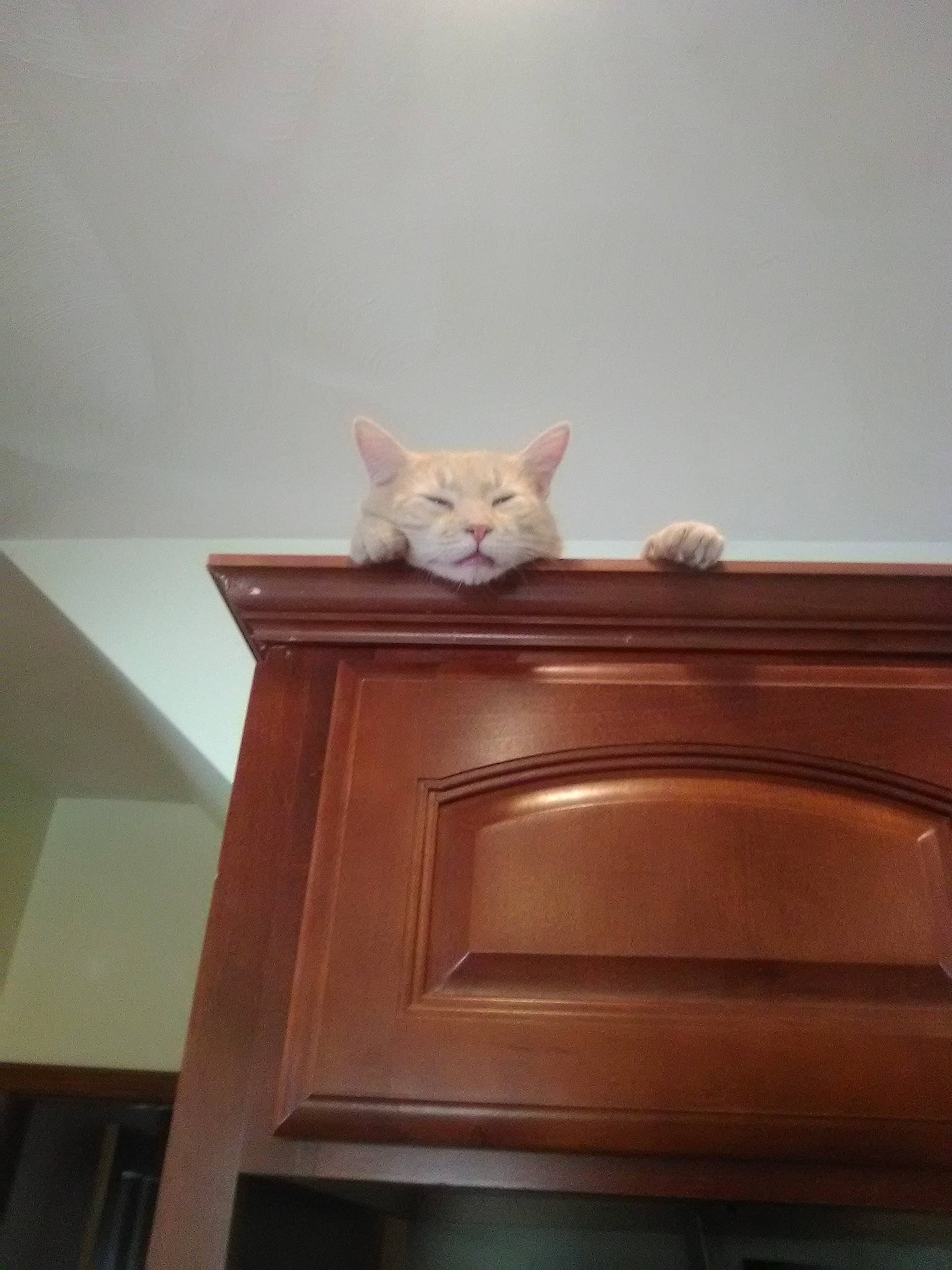 Colby Jack is registered to the contest to win money with this photo: carnivore, cat, chest_of_drawers, fawn, felidae, furniture, kitten, room, small_to_medium_sized_cats, turkish_angora, turkish_van, whiskers