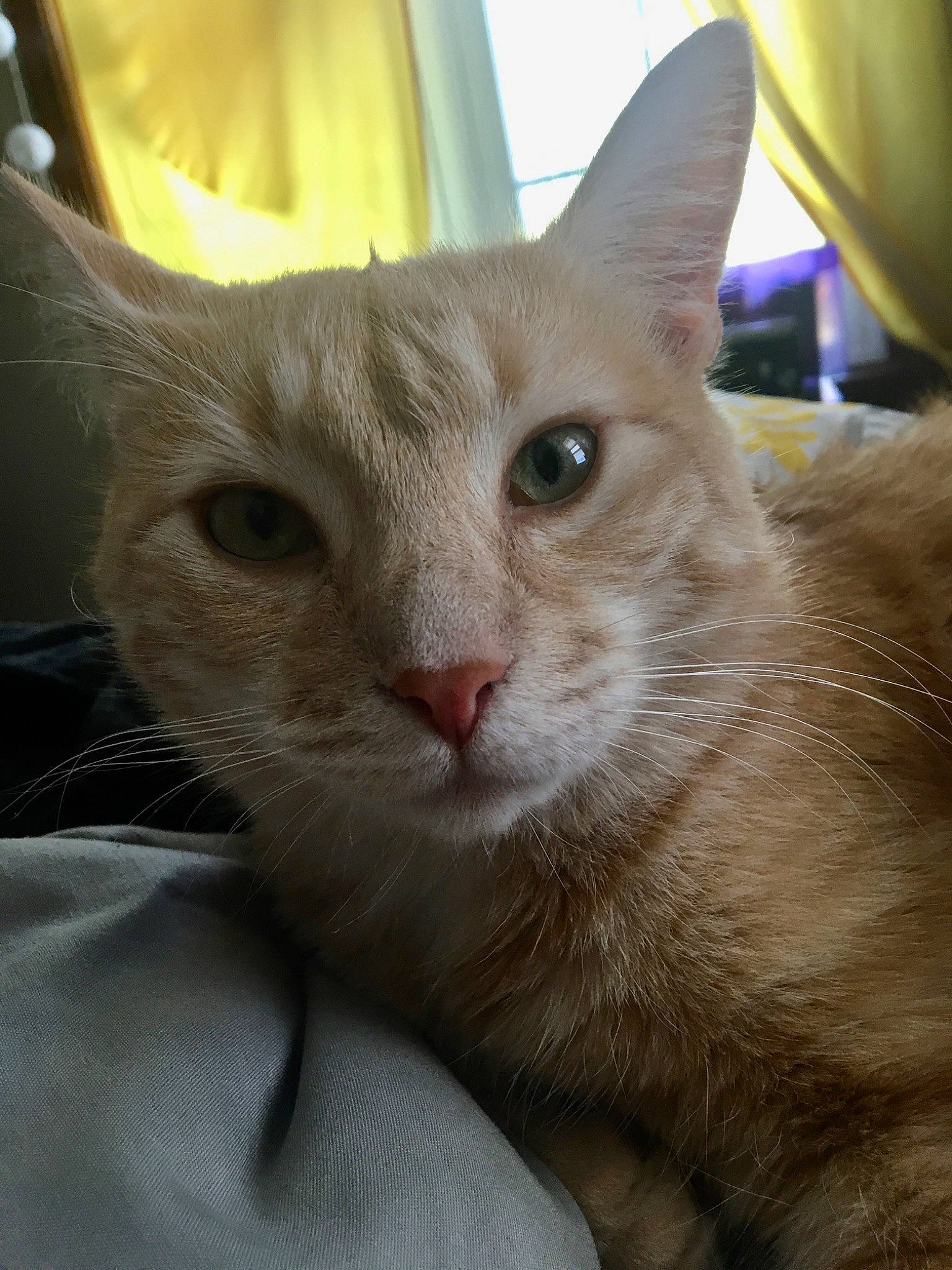 Colby Jack is registered to the contest to win money with this photo: arabian_mau, asian, australian_mist, burmese, burmilla, carnivore, cat, colorpoint_shorthair, domestic_short_haired_cat, fawn, felidae, german_rex, javanese, mammal, oriental_longhair, singapura, small_to_medium_sized_cats, snout, vertebrate, whiskers