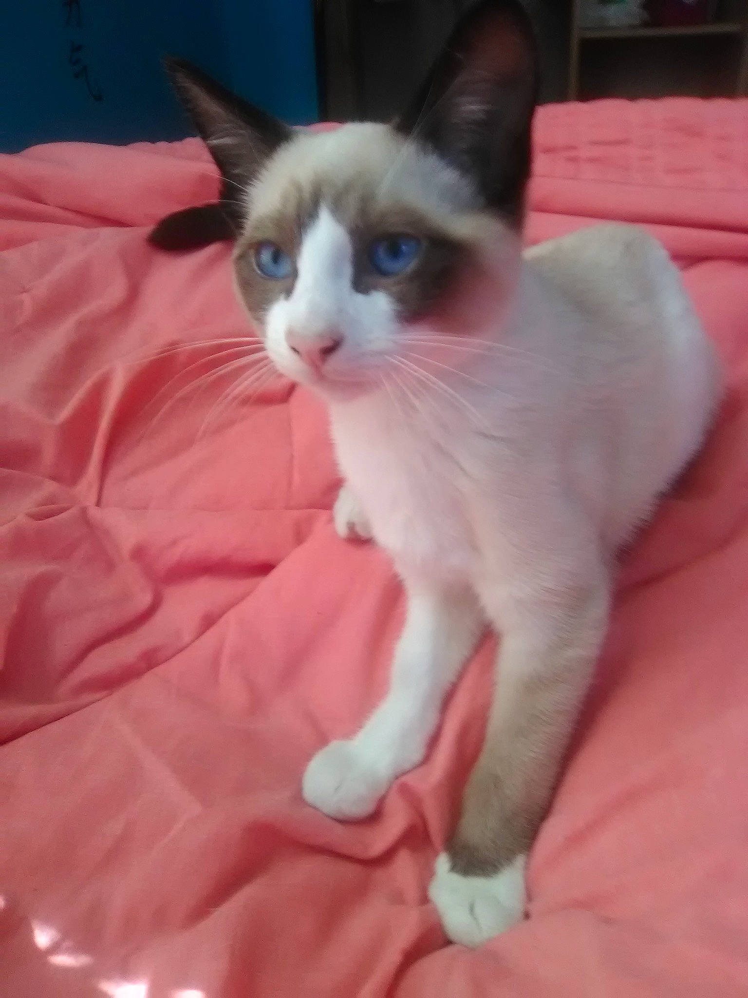 Hiro Toranaga is registered to the contest to win money with this photo: balinese, carnivore, cat, colorpoint_shorthair, cornish_rex, felidae, german_rex, javanese, kitten, mammal, oriental_longhair, oriental_shorthair, siamese, small_to_medium_sized_cats, snowshoe, tail, thai, tonkinese, vertebrate, whiskers