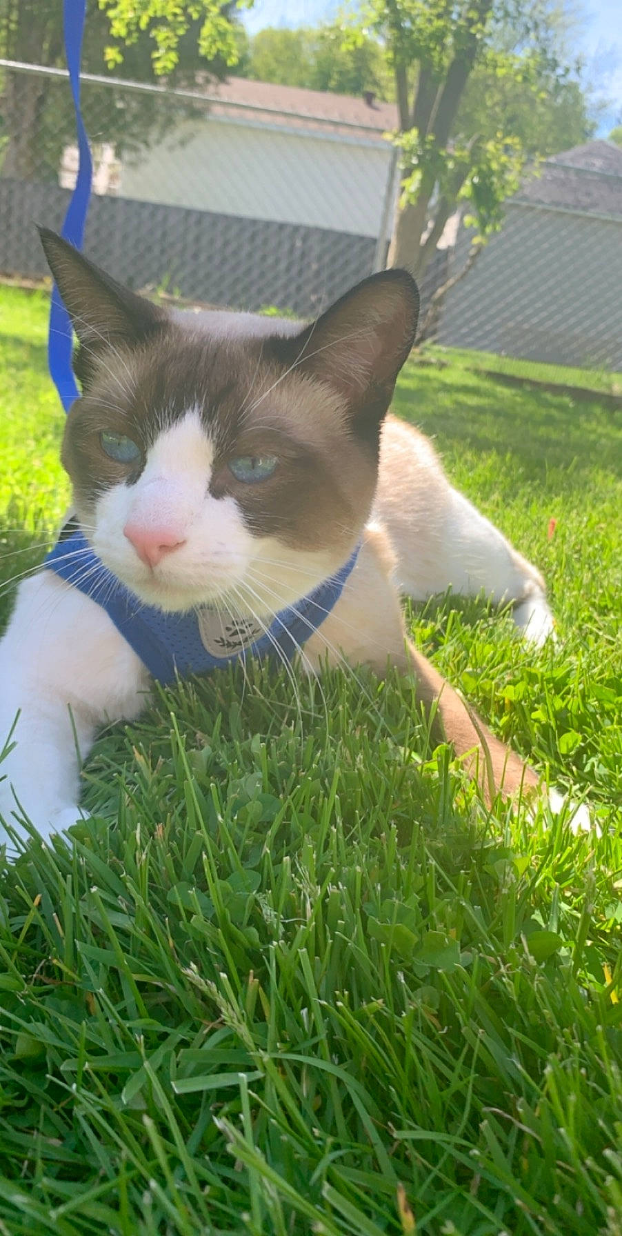 Hiro Toranaga is registered to the contest to win money with this photo: aegean_cat, american_wirehair, carnivore, cat, domestic_short_haired_cat, fawn, felidae, grass, grass_family, plant, small_to_medium_sized_cats, tail, whiskers