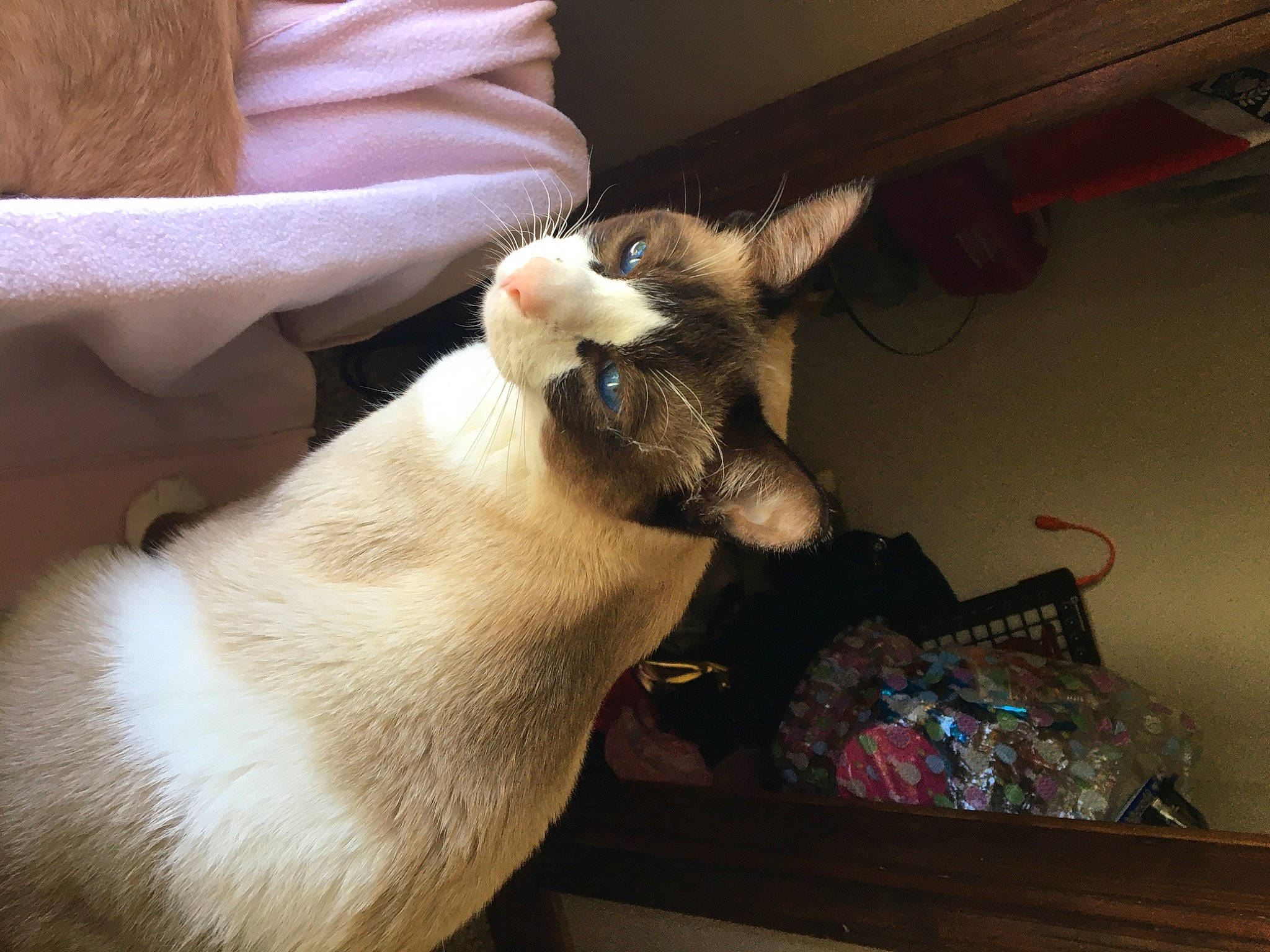 Hiro Toranaga is registered to the contest to win money with this photo: balinese, carnivore, cat, cow_goat_family, ear, fawn, felidae, goat, goat_antelope, goats, javanese, siamese, small_to_medium_sized_cats, thai, tonkinese, whiskers