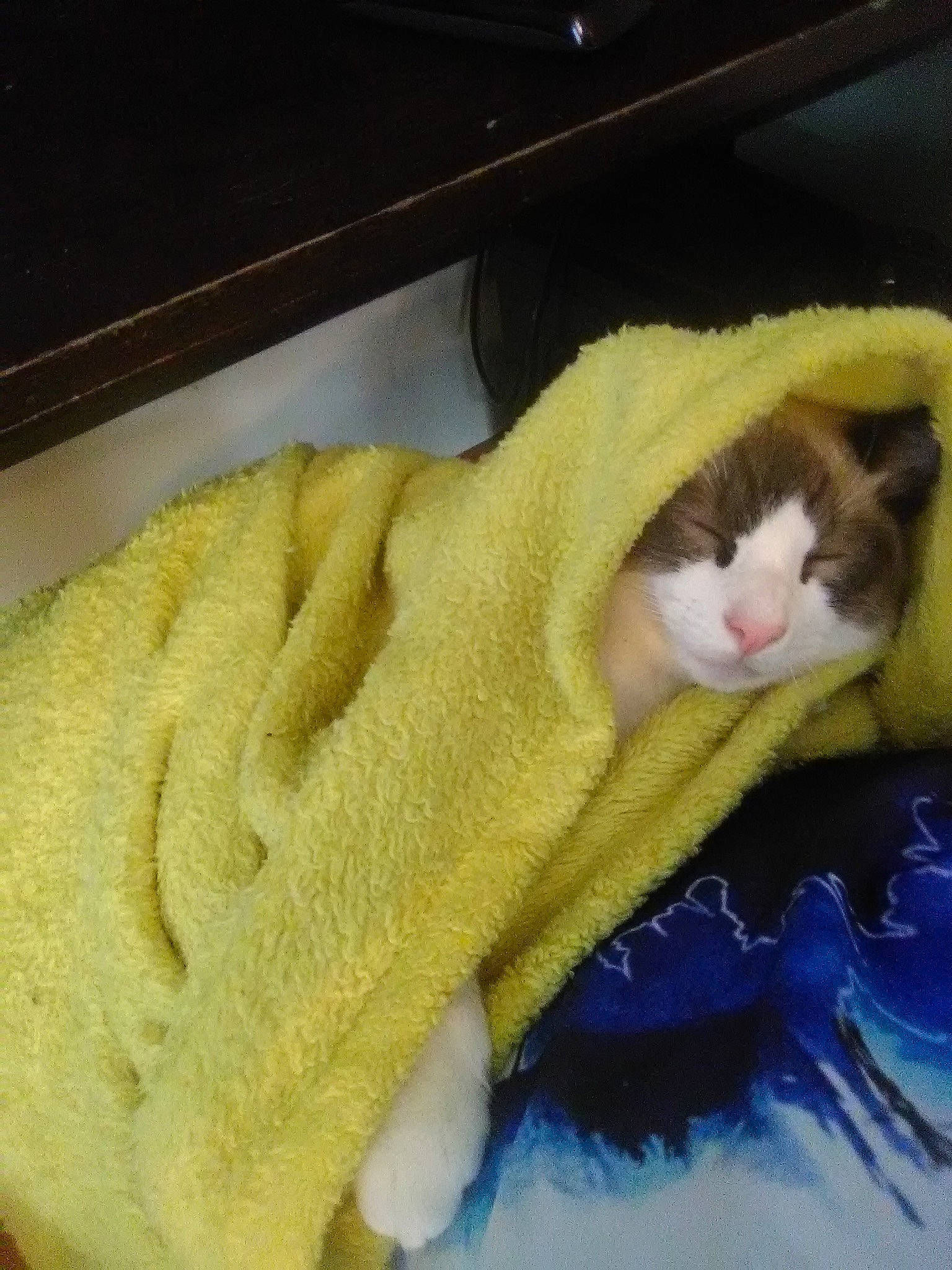 Hiro Toranaga joined the competition — help win amazing prizes! carnivore, cat, fawn, felidae, fur, nap, paw, sleep, small_to_medium_sized_cats, tail, whiskers, yellow