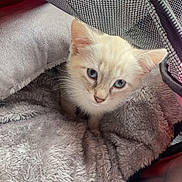 Angel a rejoint le concours — aidez-le/la à gagner de superbes lots ! kitten, cat, blue_eyes, blanket, mesh_bag, pet, cozy, fur, animal, cute, indoor, resting, soft_texture, small, young, closeup, curious, comfort, domestic_animal, snug