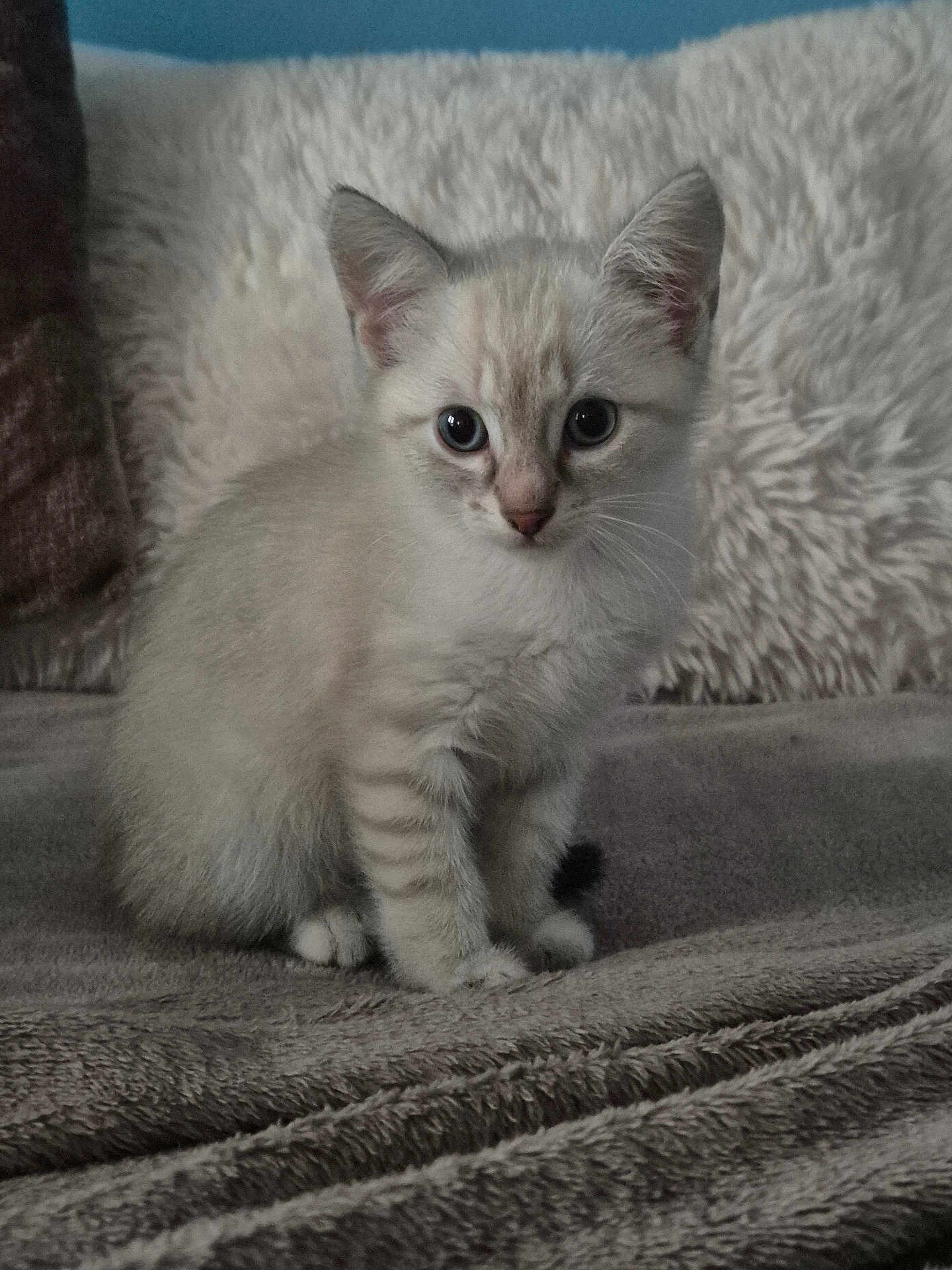 Angel participe au concours pour gagner de l'argent avec cette photo : kitten, cat, feline, pet, animal, cute, fluffy, soft, blanket, indoor, young, small, curious, whiskers, ears, fur, sitting, cozy, domestic, portrait