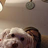 dog, person, glasses, face, indoor, couch, wall_clock, wall_art, pet, white_dog, closeup, relaxing, home_interior, furniture, portrait, cozy, soft_lighting, casual, companion, cute