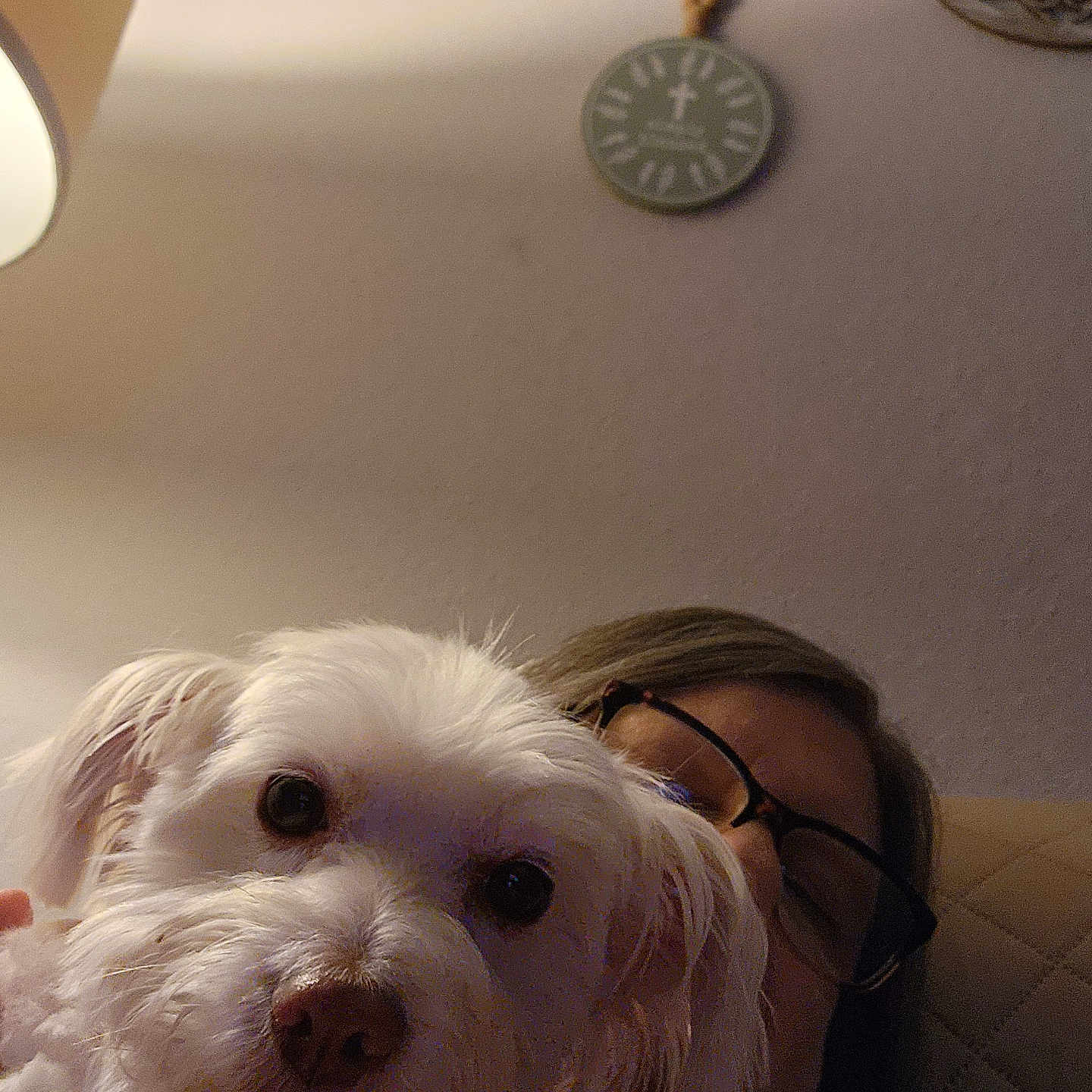 Biscuit