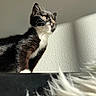Minnie is registered to the contest to win money with this photo: cat, tuxedo_cat, pet, animal, feline, whiskers, golden_eyes, black_and_white, fur, sitting, lounging, sunlight, sunbeam, indoor, wall, shadow, portrait, closeup, dramatic_lighting, relaxed