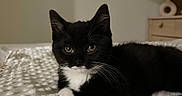 Minnie joined the competition — help win amazing prizes! cat, kitten, black_and_white, tuxedo_cat, pet, animal, whiskers, green_eyes, ears, fur, lying_down, bed, blanket, bedroom, indoors, home, cozy, portrait, dresser, decor