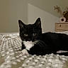 cat, kitten, black_and_white, tuxedo_cat, pet, animal, whiskers, green_eyes, ears, fur, lying_down, bed, blanket, bedroom, indoors, home, cozy, portrait, dresser, decor