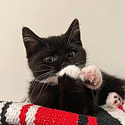 Minnie joined the competition — help win amazing prizes! kittens, cats, black_and_white, paw, pink_paw_pads, whiskers, ears, fur, sleeping, playing, wrestling, cute, adorable, cozy, blanket, knitted, red, white, black, indoor
