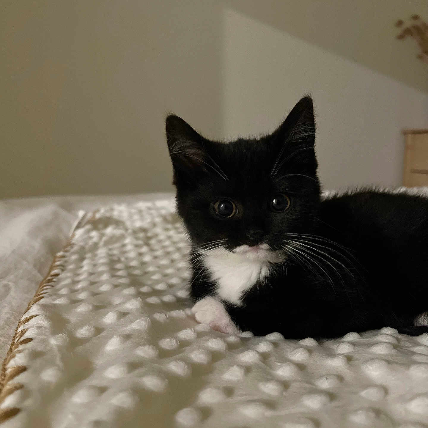 Minnie joined the competition — help win amazing prizes! cat, kitten, tuxedo_cat, black_and_white, animal, pet, feline, whiskers, ears, eyes, portrait, indoor, bed, blanket, textile, cozy, cute, lying_down, home, photography