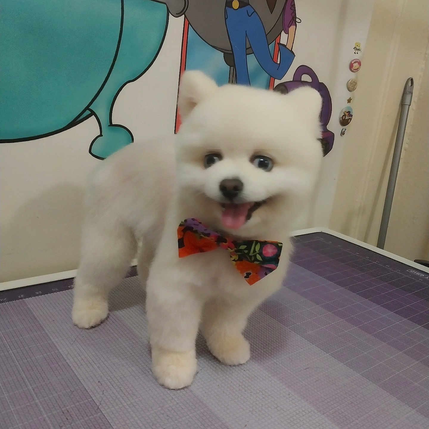 Sapphie is registered to the contest to win money with this photo: accessories, animal, canine, cushion, dog, eskimodog, face, formalwear, head, homedecor, husky, indoors, interiordesign, person, pet, photography, portrait, puppy, tie, whitedog