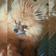 Rox participe au concours pour gagner de l'argent avec cette photo : animal, brown, closeup, companion, cute, dog, expression, floor, fluffy, fur, furniture, indoor, lap, leather_chair, pet, pomeranian, portrait, resting, small_dog, tile