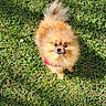 Rox a rejoint le concours — aidez-le/la à gagner de superbes lots ! adorable, animal, canine, collar, cute, daylight, dog, fluffy, fur, grass, greenery, looking_up, nature, outdoor, pet, pomernian, small_dog, standing, sunlight, tail
