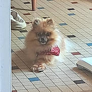 Rox a rejoint le concours — aidez-le/la à gagner de superbes lots ! dog, pomeranian, indoor, floor, tile, bandana, pet, animal, furry, small_dog, resting, cozy, home, domestic, cute, companion, animal_portrait, relaxed, fur, dog_breed