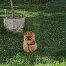 Rox a rejoint le concours — aidez-le/la à gagner de superbes lots ! animal, backyard, concrete_planter, cute, daylight, dog, fence, fluffy, garden, grass, greenery, nature, outdoor, pet, pomeranian, red_accessory, sitting, small_dog, sunlight, tree