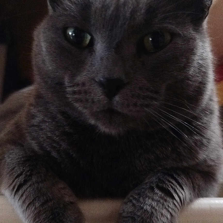 Matouchat participe au concours pour gagner de l'argent avec cette photo : abyssinian, animal, architecture, blackcat, building, cat, chair, couch, electronics, furniture, indoors, kitten, livingroom, manx, pet, plant, room, siamese, table, wood