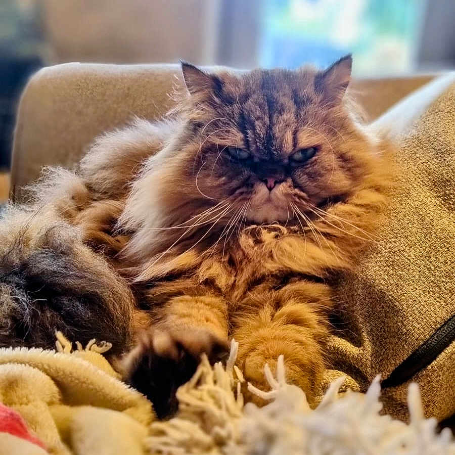 Tigrou a rejoint le concours — aidez-le/la à gagner de superbes lots ! angora, animal, bed, bedroom, blanket, cat, couch, cushion, face, furniture, head, homedecor, indoors, kitten, manx, person, pet, pillow, quilt, sleeping