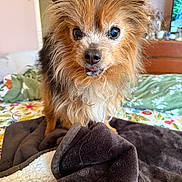 Mia joined the competition — help win amazing prizes! dog, pet, bed, blanket, fur, animal, indoor, cute, small_dog, curious, ears, eyes, tongue, scruffy, cozy, home, furniture, colorful, texture, comfort